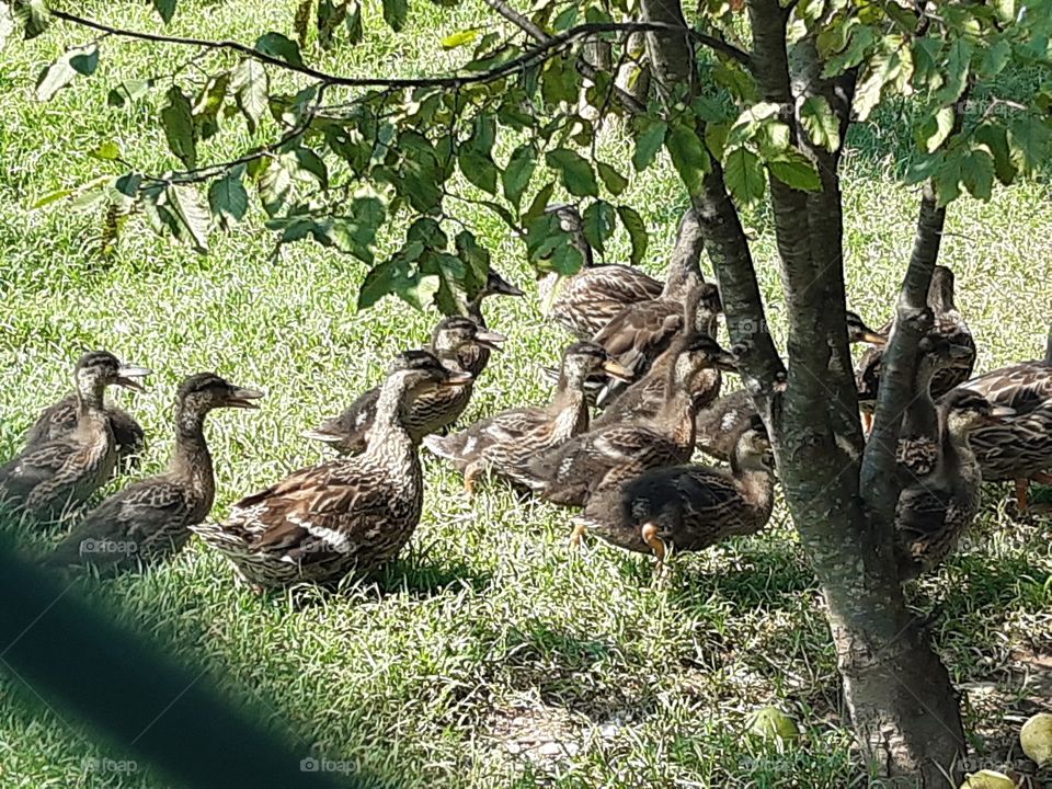little and big ducks in my field under a tree