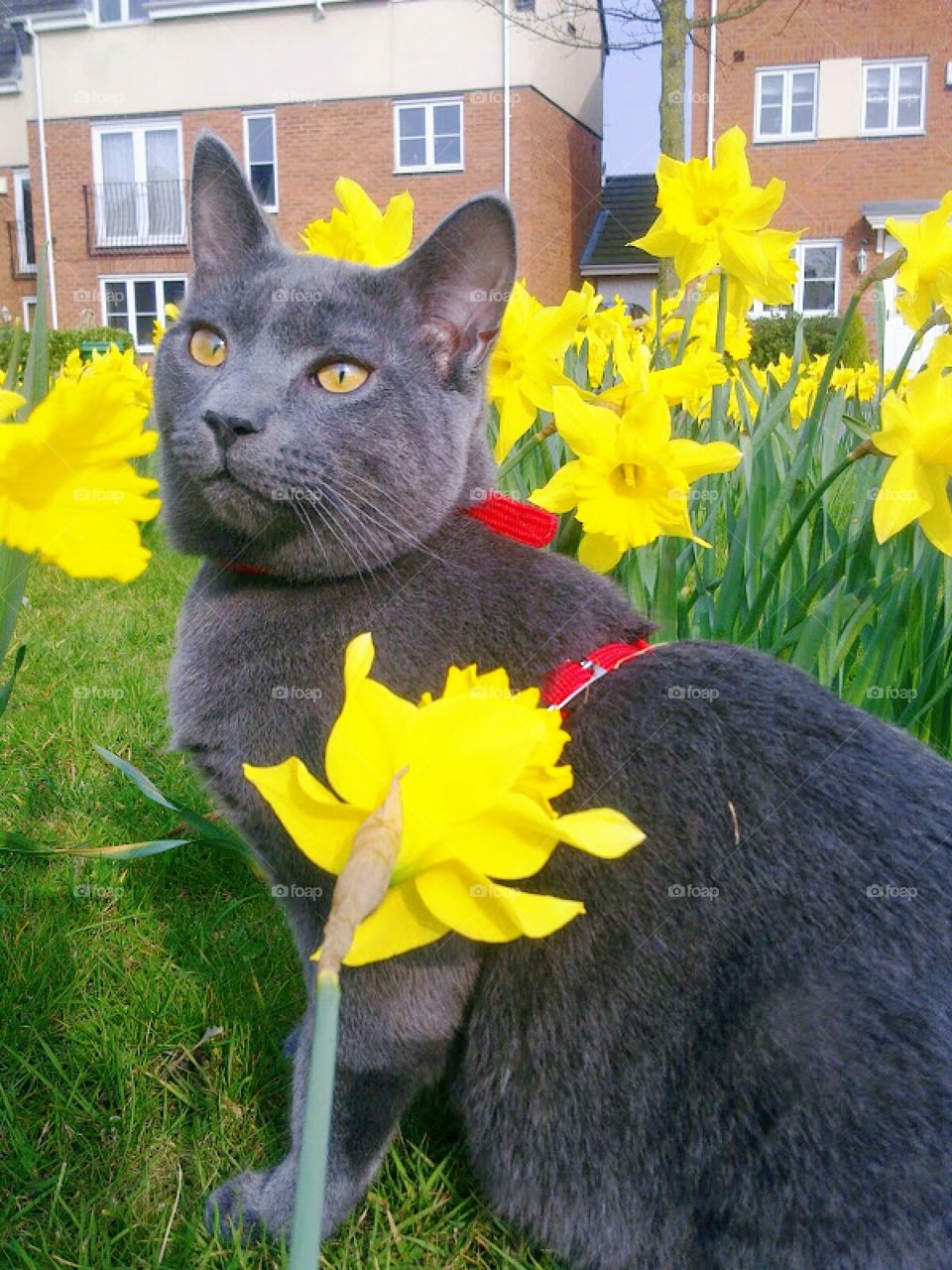 Cat and Daffodils