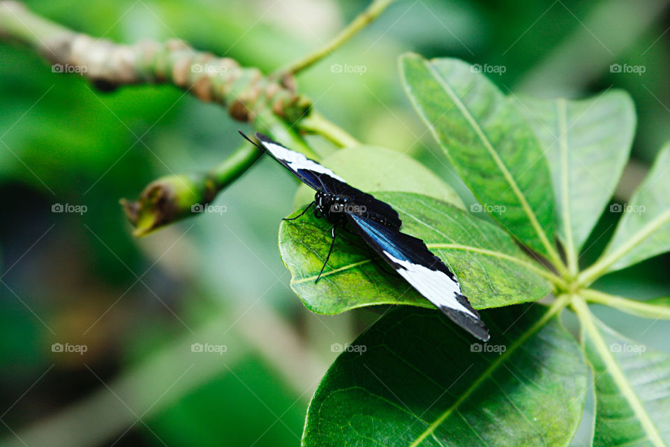 Butterfly on the leaves 