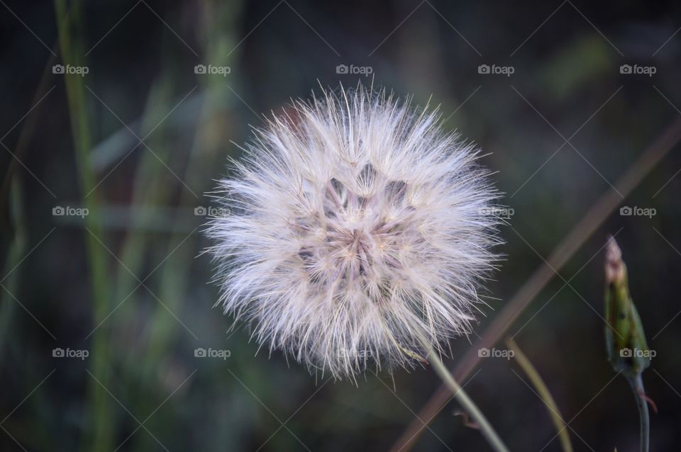 Close-up of a dandelion flower