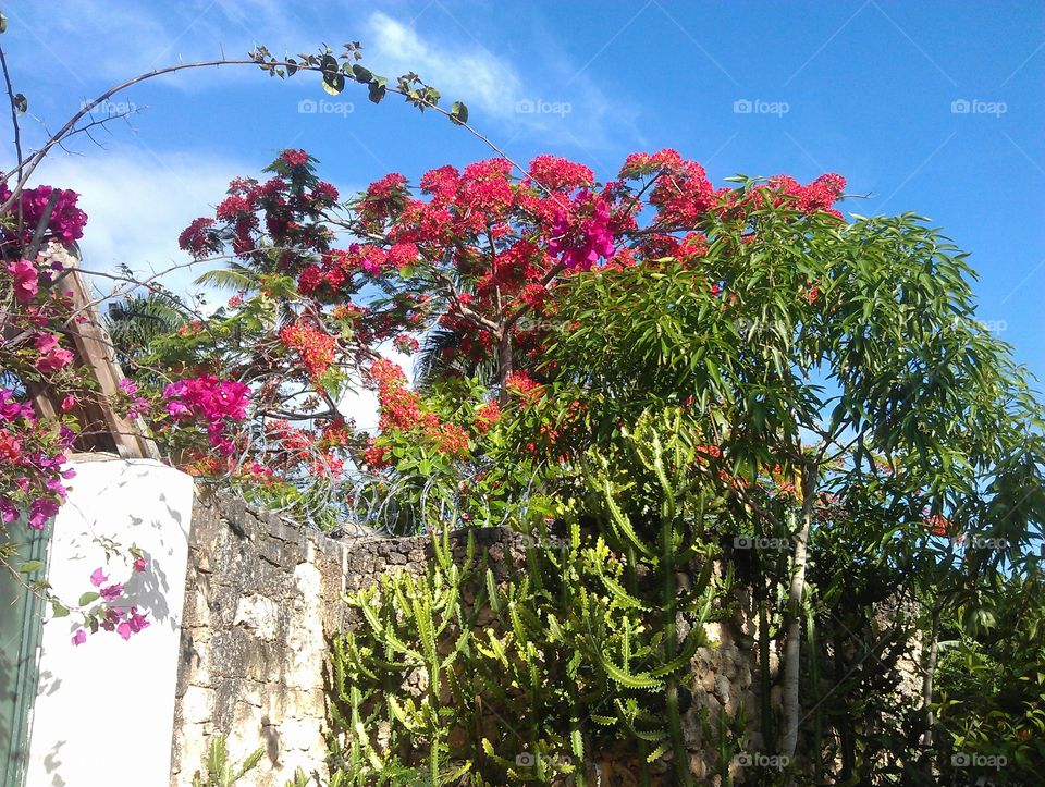 blooming trees. garden with blooming trees