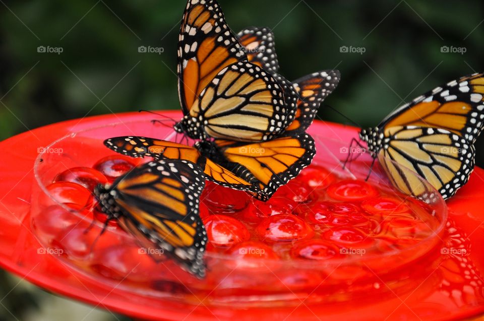 Butterfly feeding on red plate