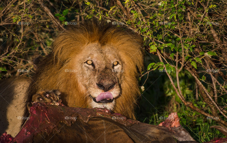 East African Lion...from Kenya