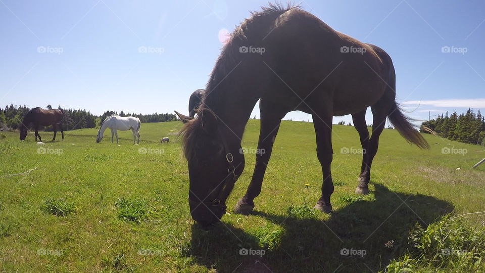 Horses grazing 