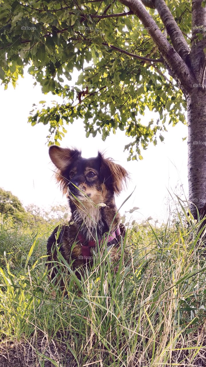 dog under a tree