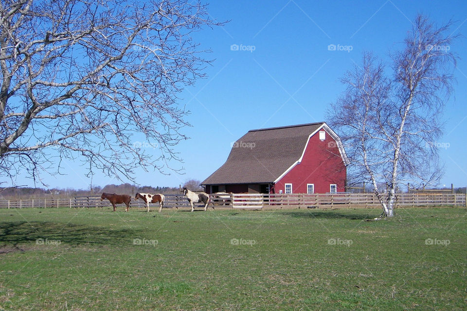 horses barn farm lanscape by cindy