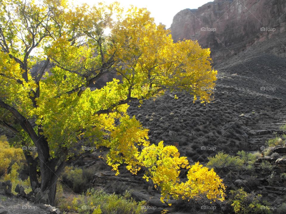Autumn down in the Grand Canyon
