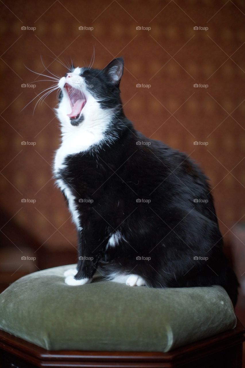 Cat yawn 