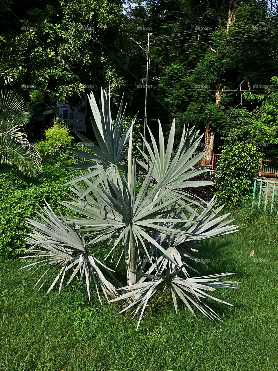 Cactus plant