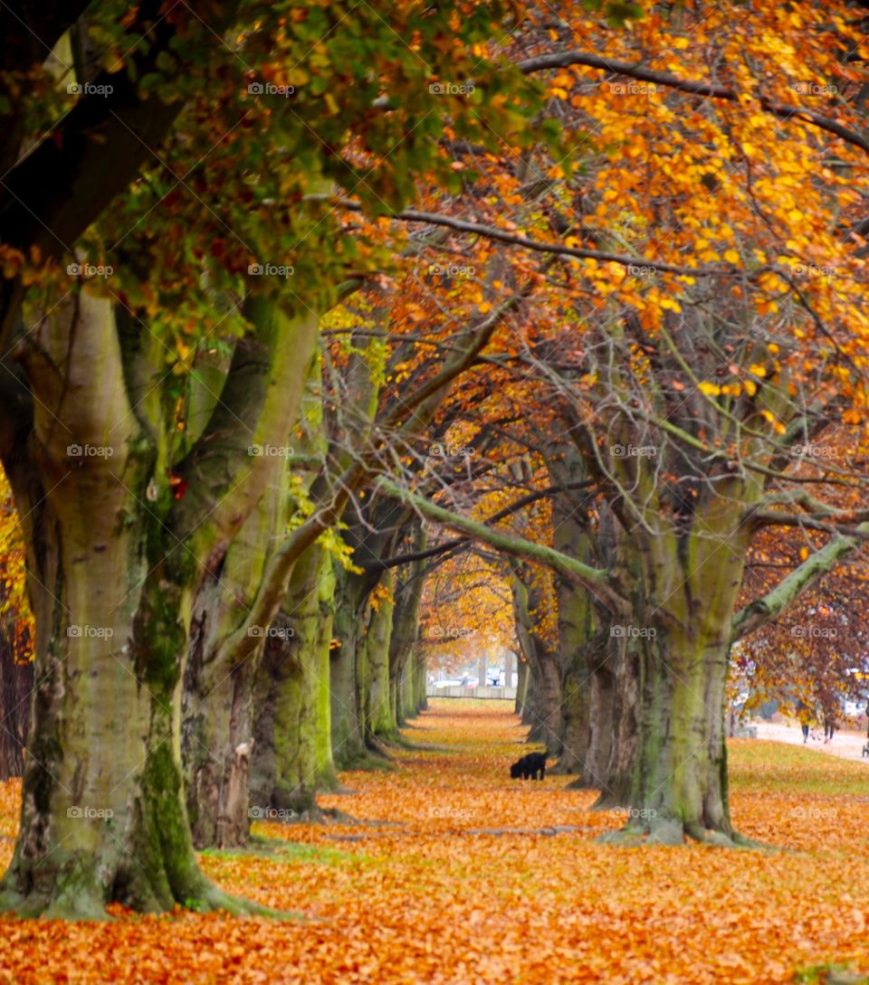 View of forest during autumn