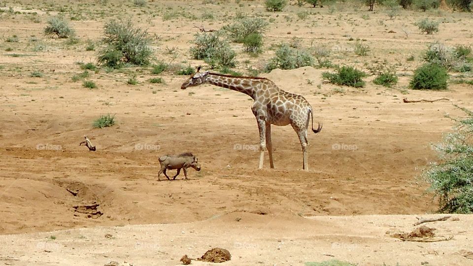 Giraffe and Wild Pig