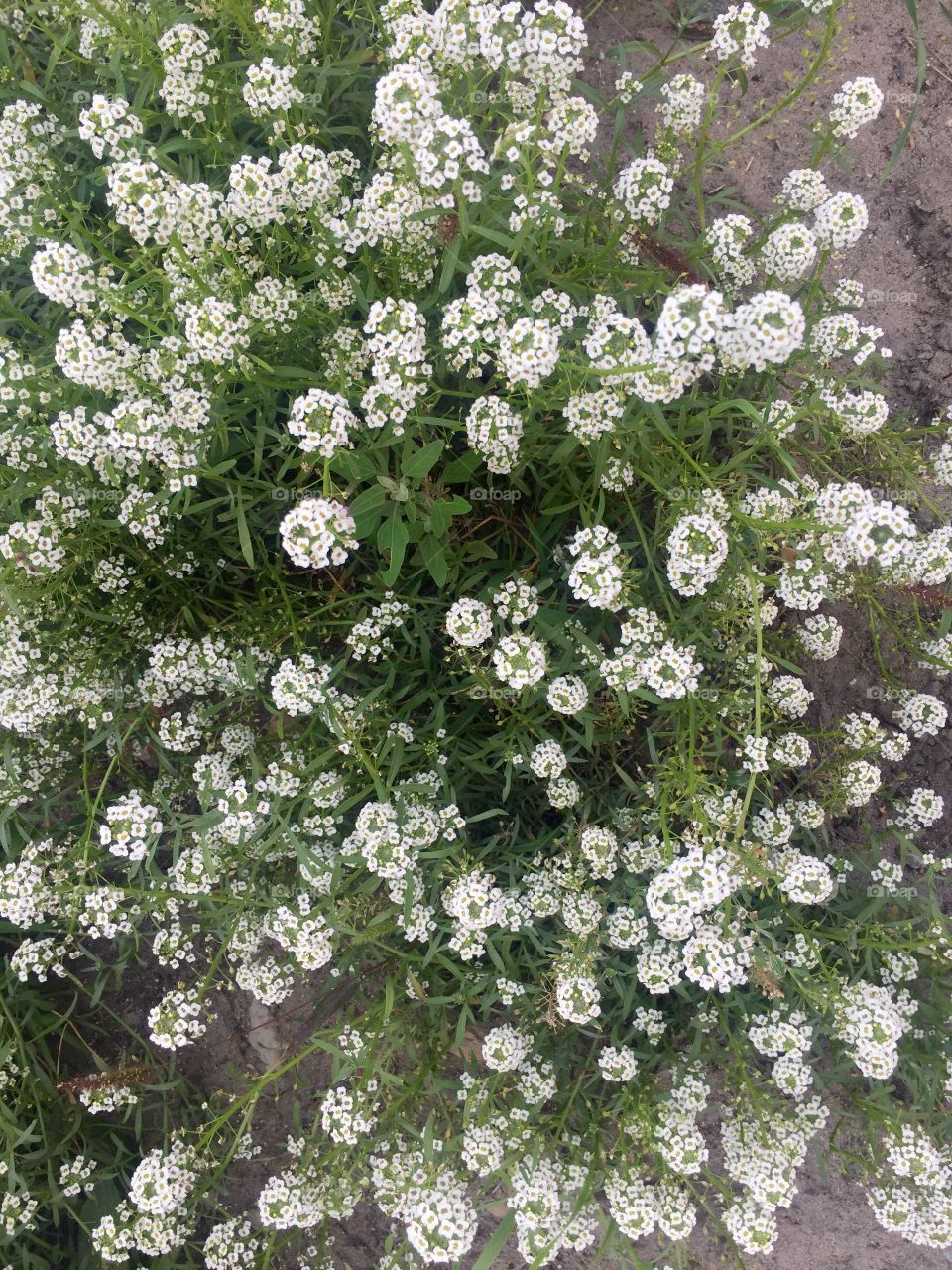 White small flowers on a bush