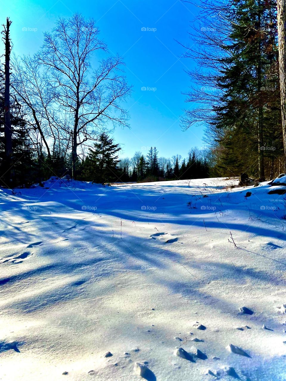 Sunny, cloudless winter’s day in Maine. Snow covered field surrounded by trees.