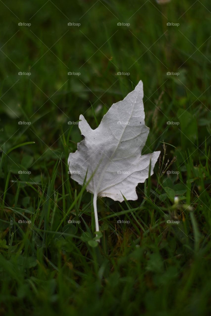 First time to see a white leaf