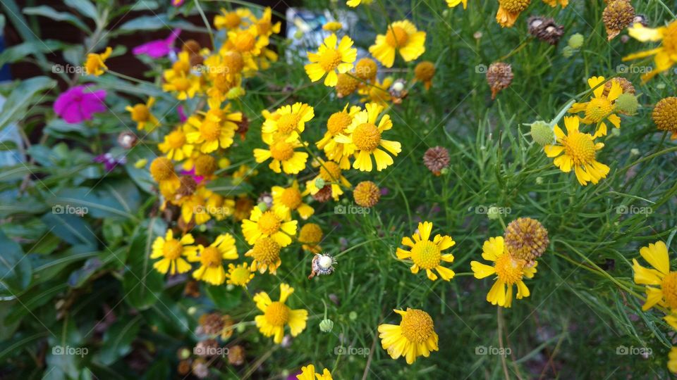 Natureza simples. Plantas, flores e cores.