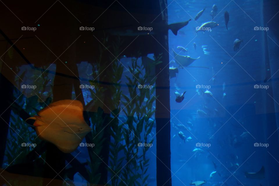 Stingray in aquarium 