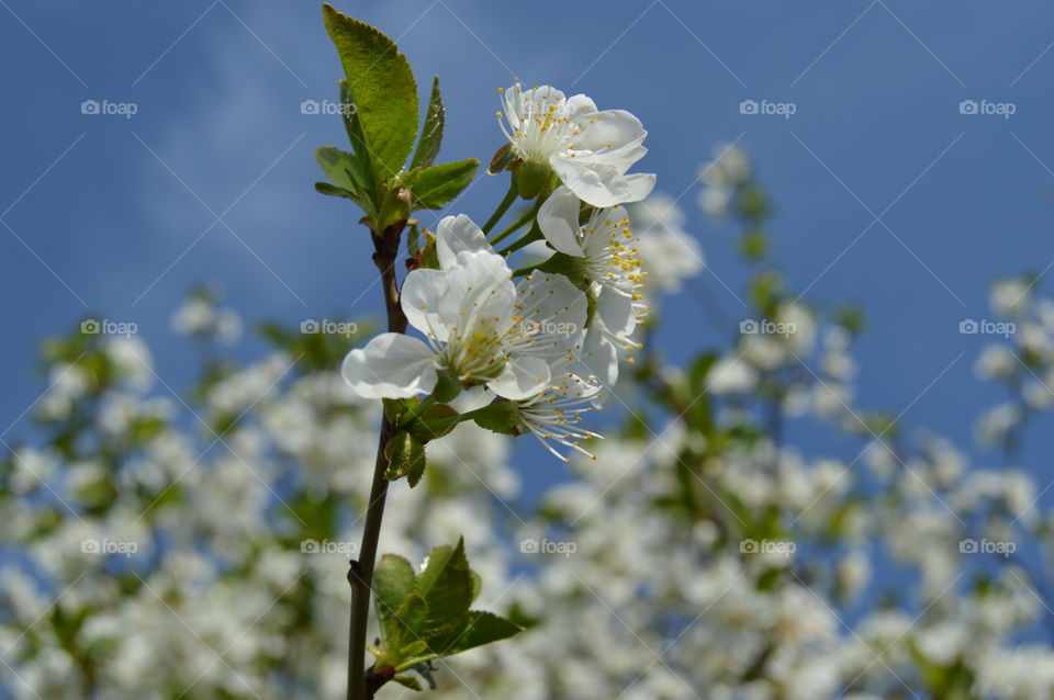 Cherry blossoms