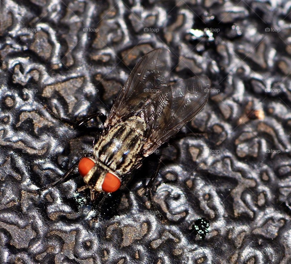 Red eyed fly, Tachinid Fly