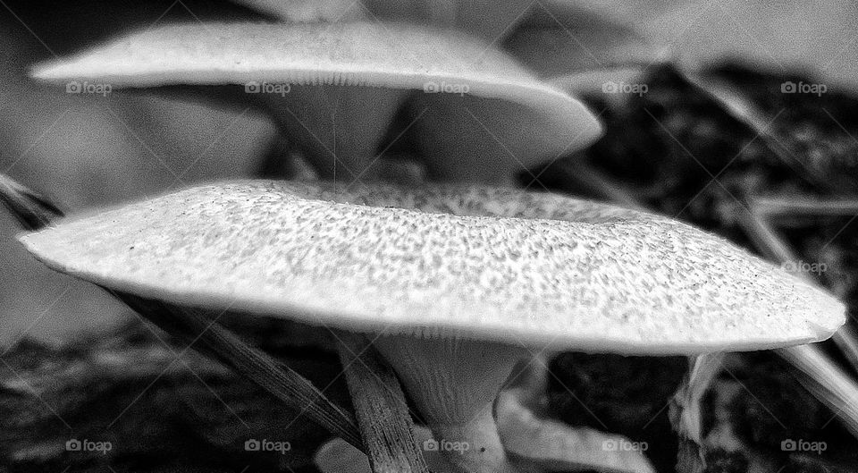 Battle: Black & White vs. Color