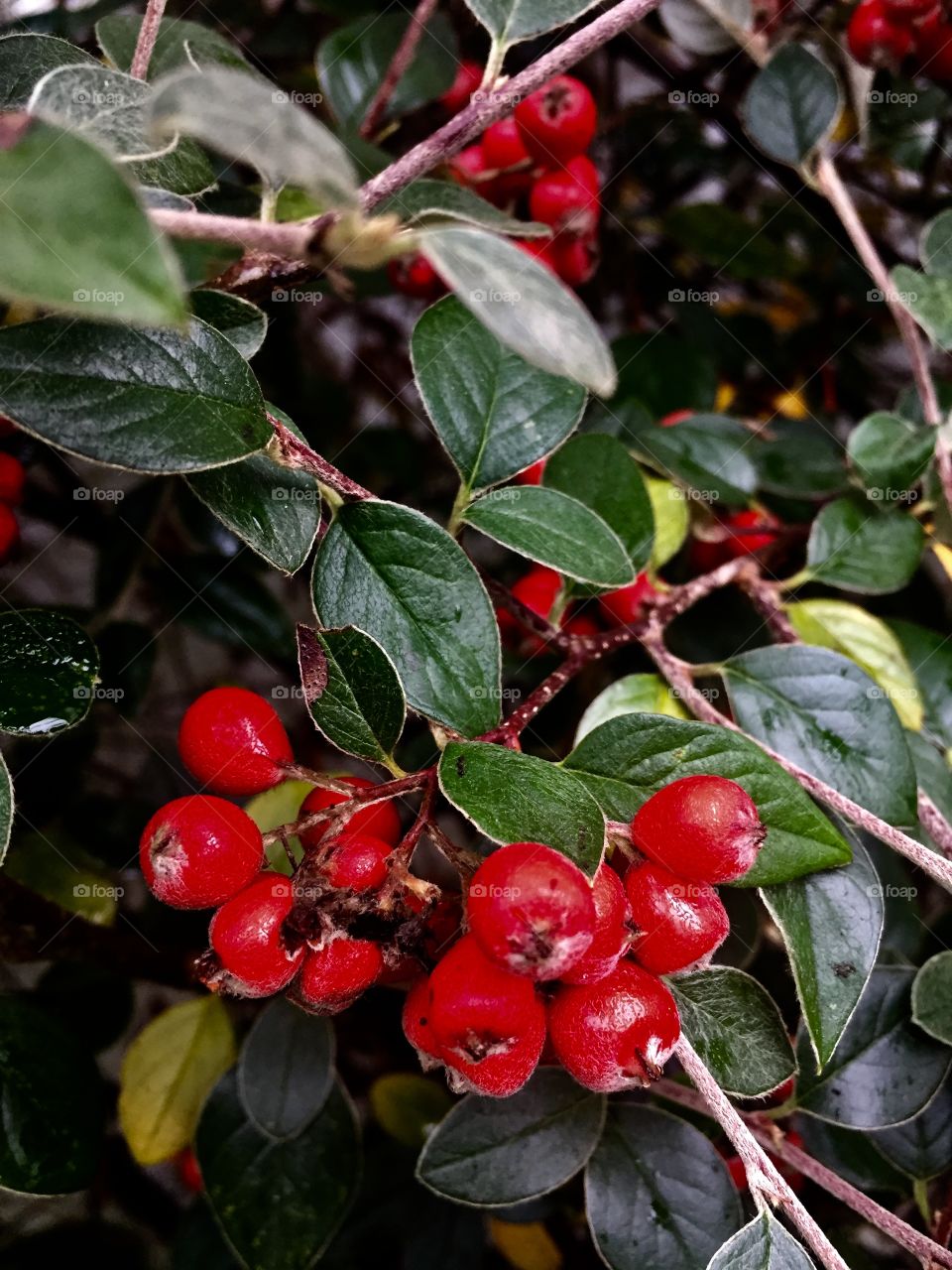 Winter red berries coming out for Christmas 