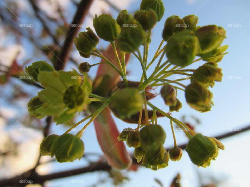 maple blooms in spring
