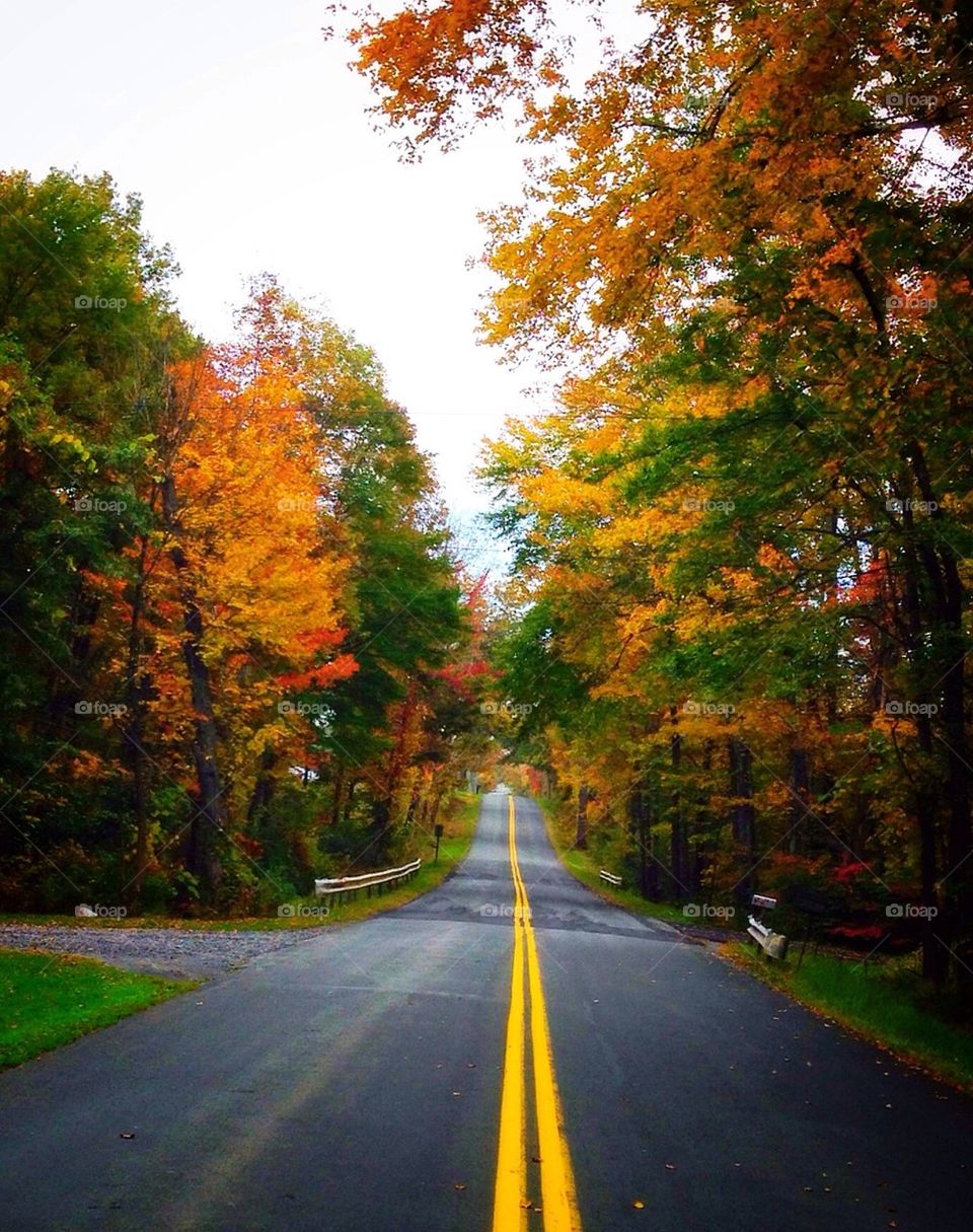 colors trees road fall by tncobb