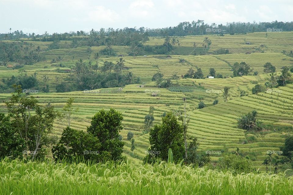Rice Field