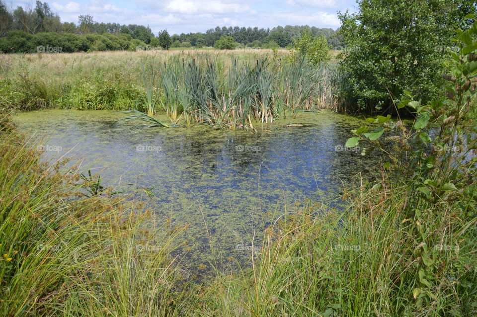 Pond And Dutch Landscape At The Background