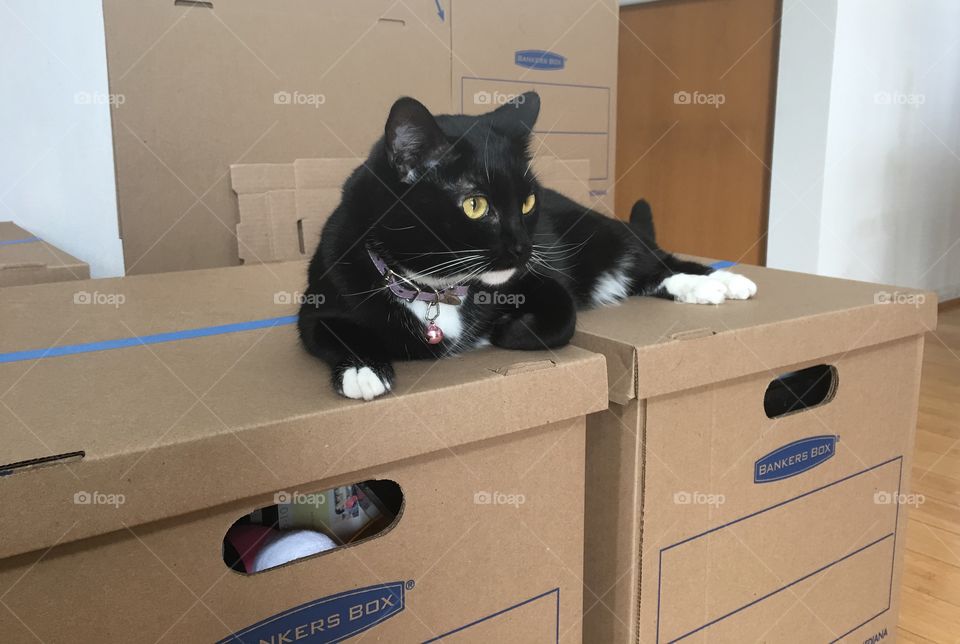 Zoe on boxes