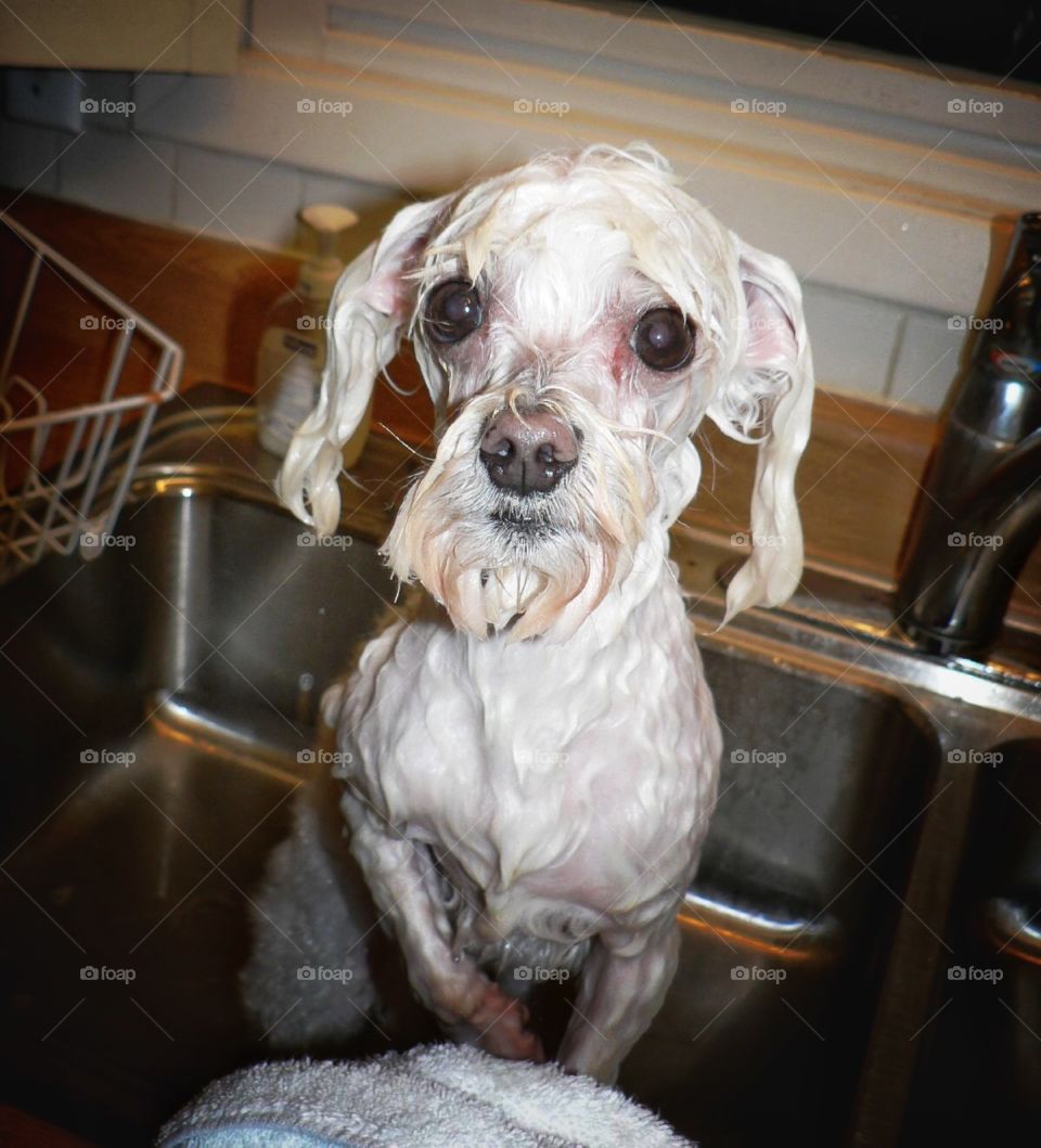 Pity. My Maltese puppy soaked to the skin after a bath in the kitchen sink