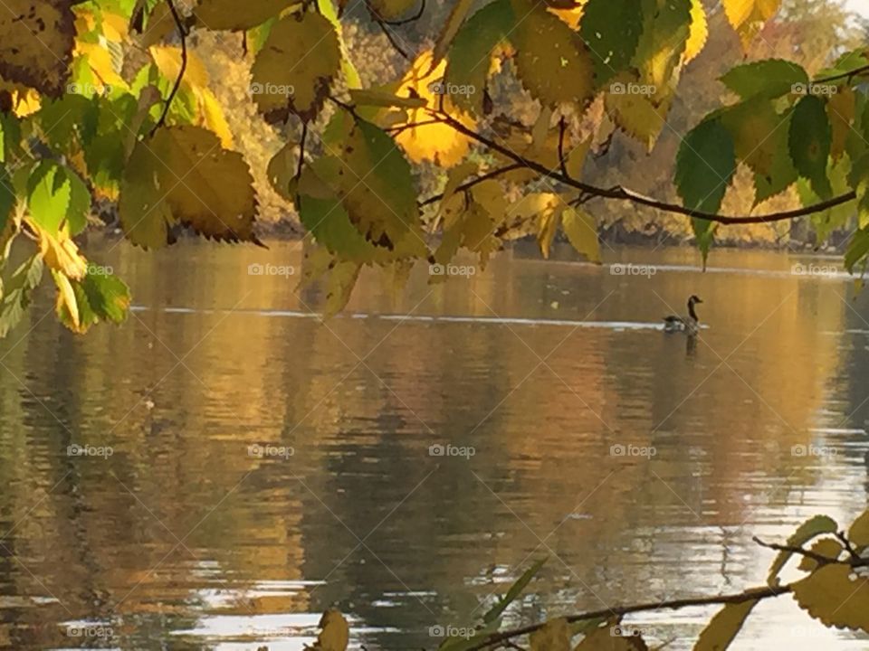 Autumn Swim 2