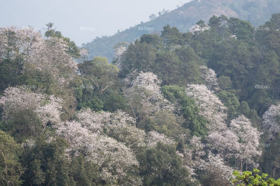 Chiang Rai/Thailand-February 16 2019:Flower view at the mae hostel ,Doi Pha Hee 