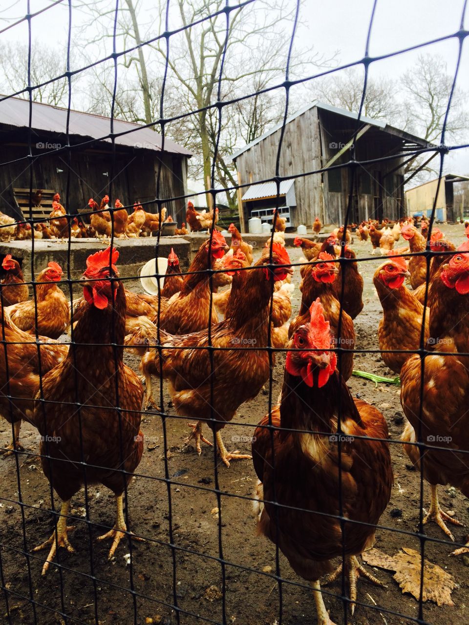 Chickens!. A group of chickens on the farm