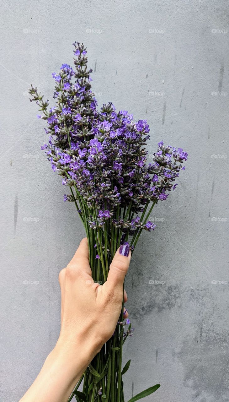 Lavender flowers bouquet in hand on grey background
