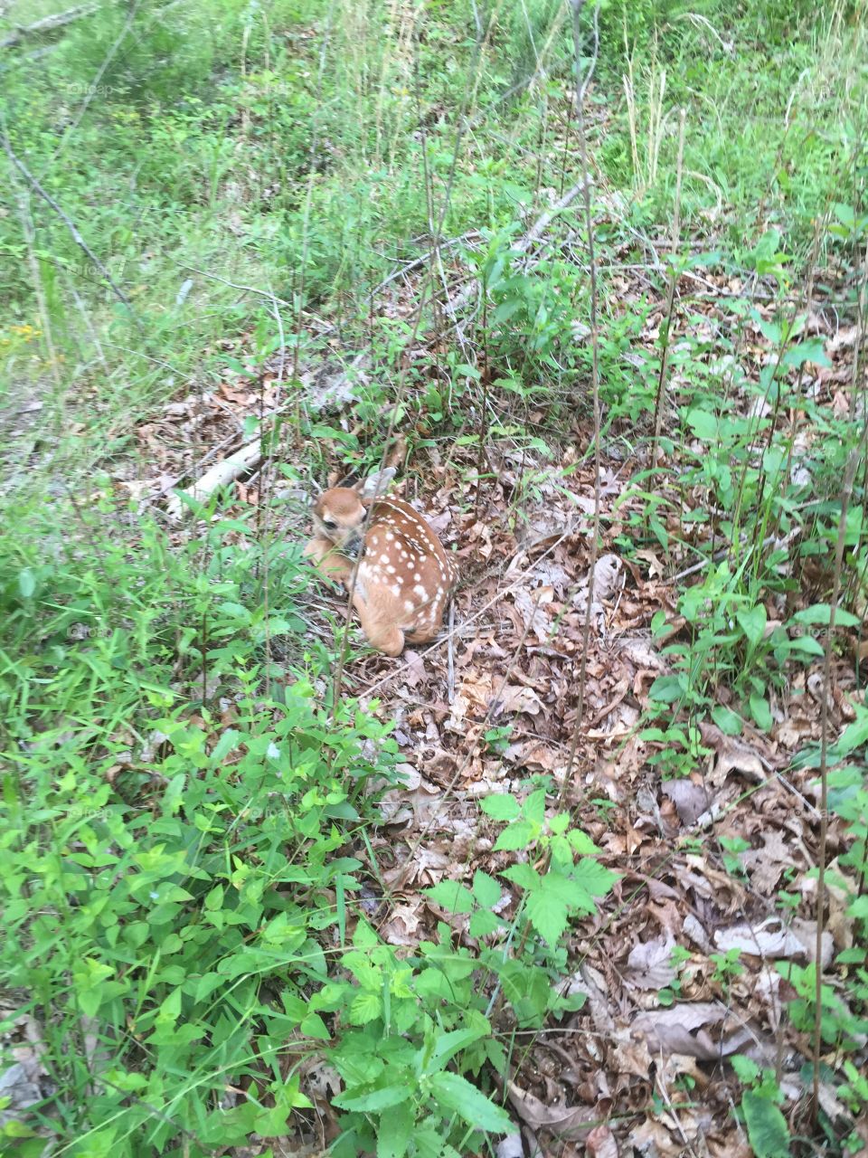 Fawn laying down 