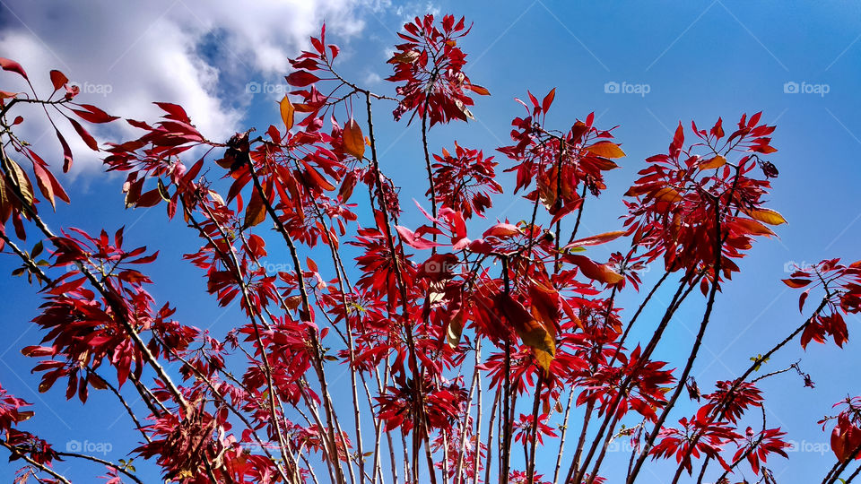 Red tree