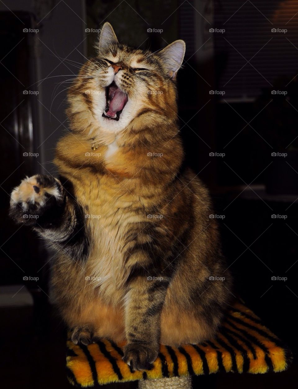 Yawning cat