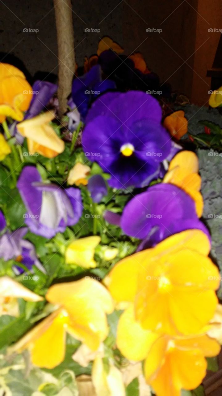 No Person, Nature, Leaf, Flower, Garden