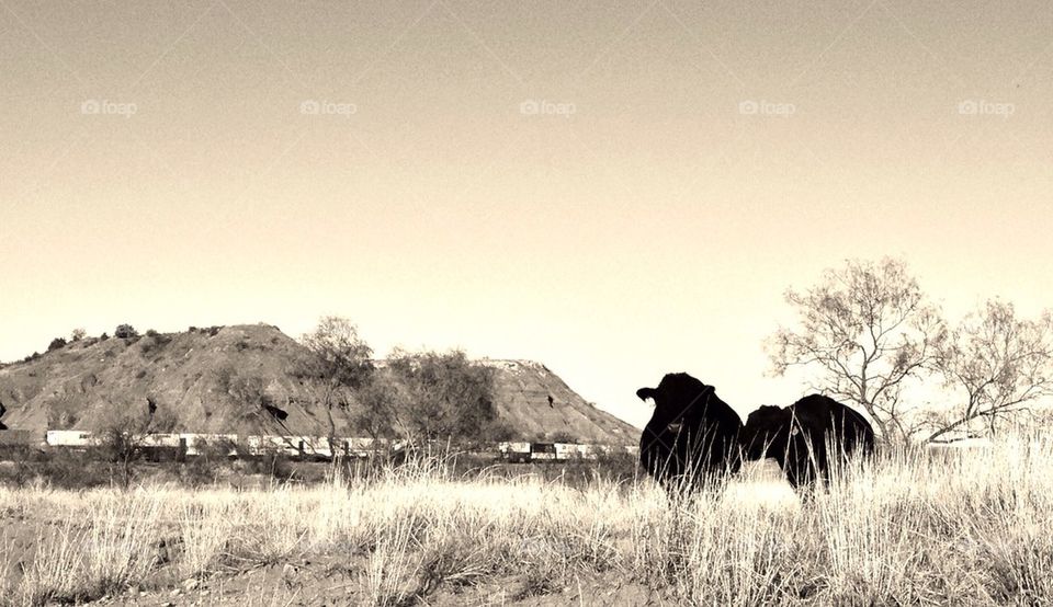 Gloss Mountain Angus