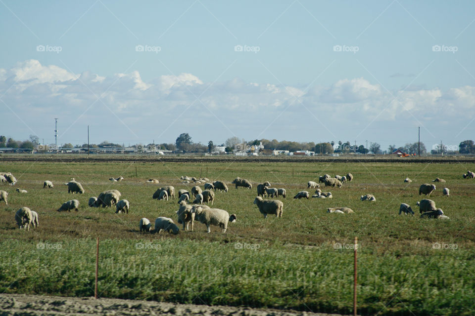 Sheeps on the field 