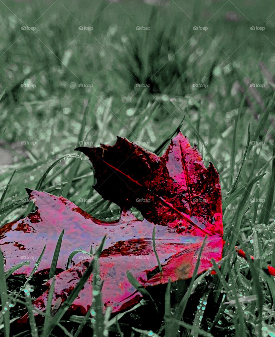 Red fallen flower on wet, rainy grass