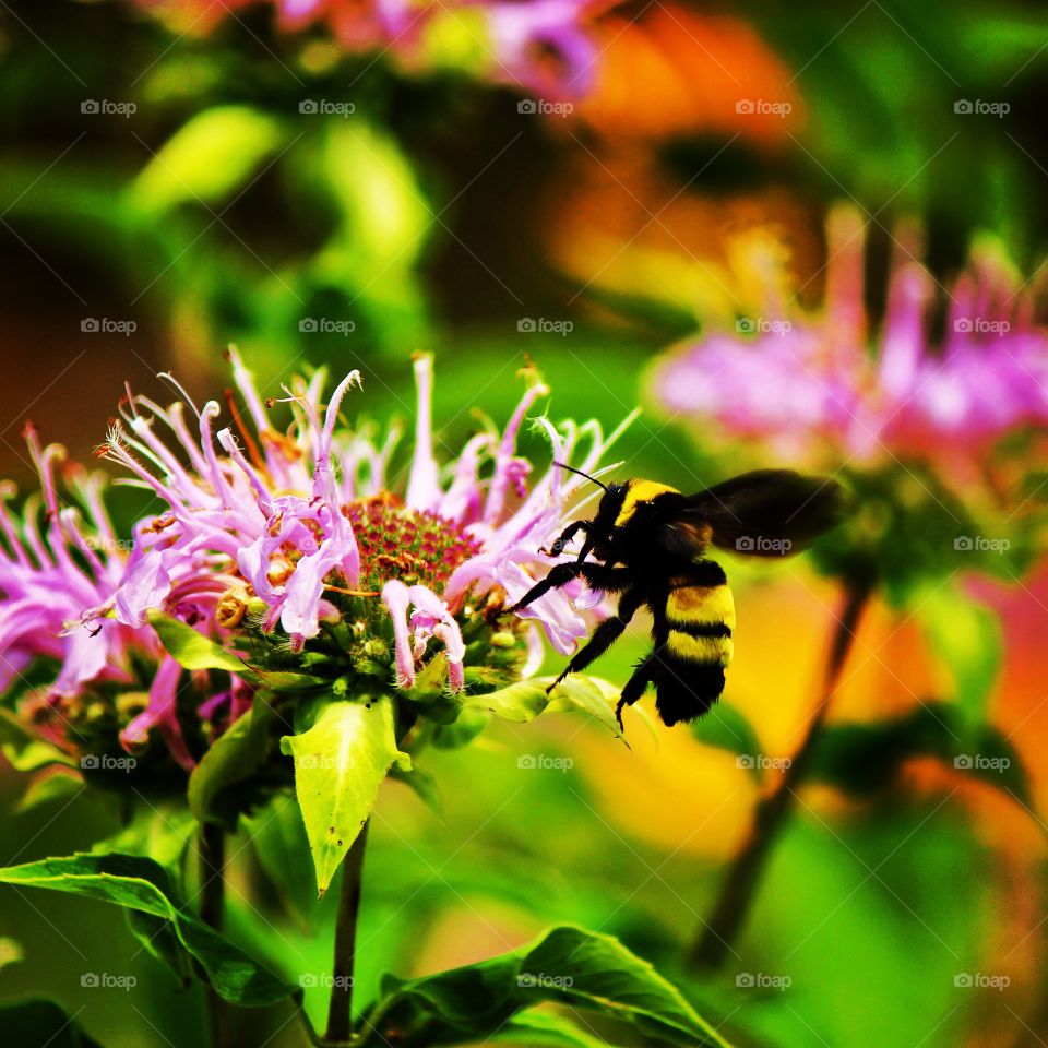 Close-up of honey bee pollinating flower