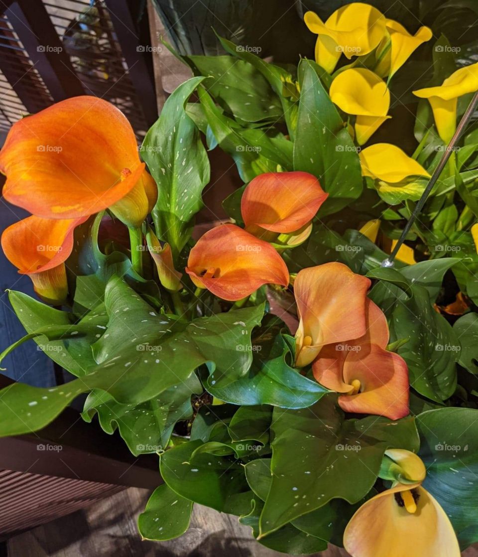 Beautiful Calla lilies