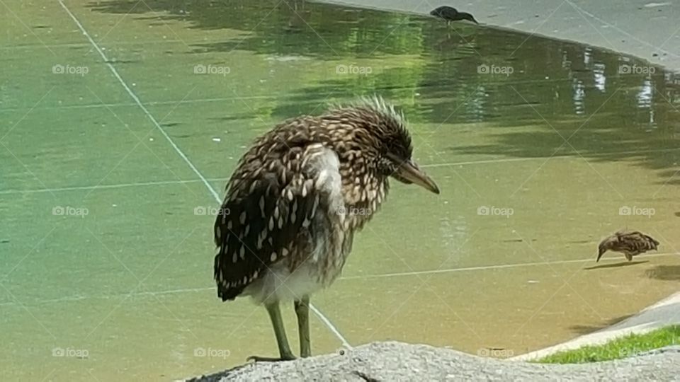 Bird by Pool. Visit to the Detroit Zoo