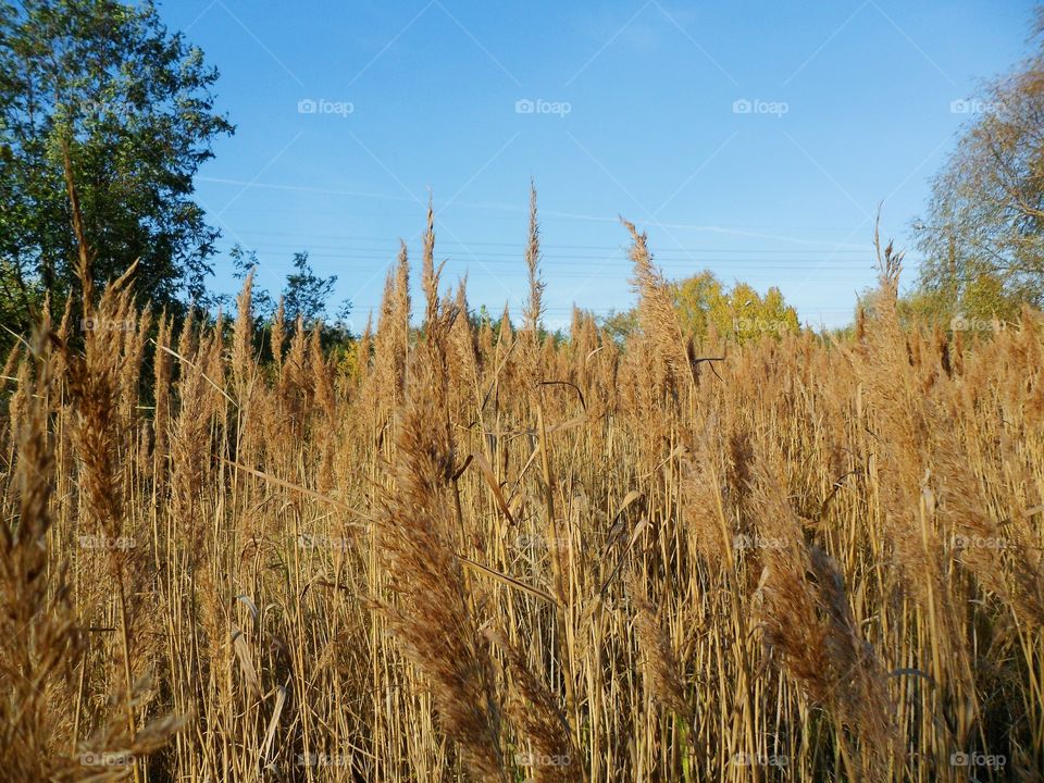 dry high grass, autumn