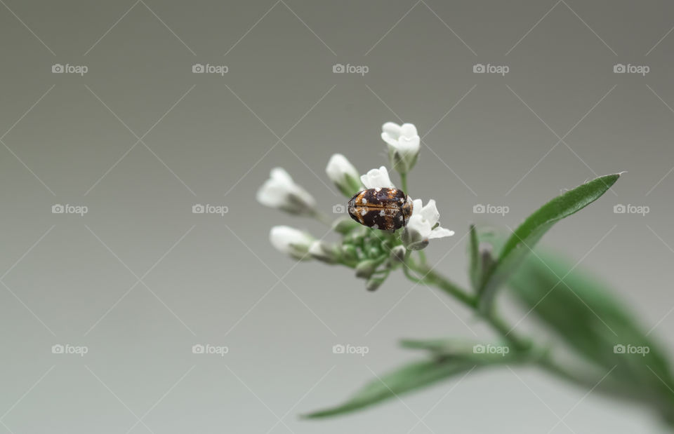 bug on a flower