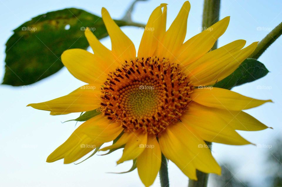 yellow sunflower