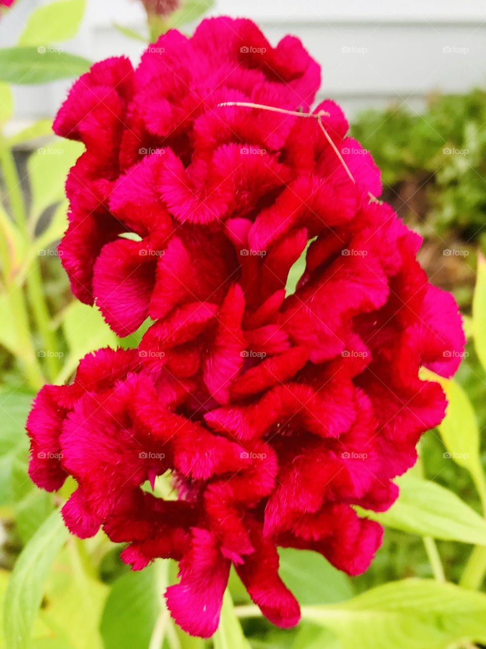 Spectacular Close-Up of Bright Pink Cockscomb Flower