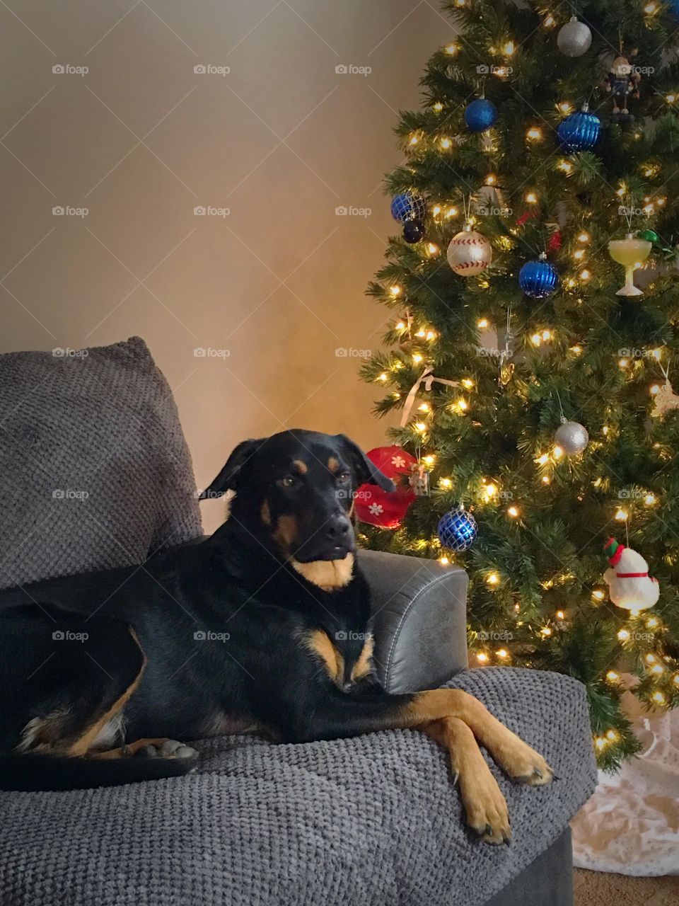 Relaxing next to the Christmas tree 