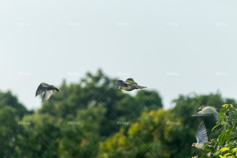 Birds flight in sequence